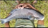 Close-up of fresh fish