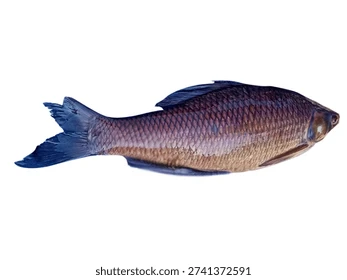 Fish at a fresh market