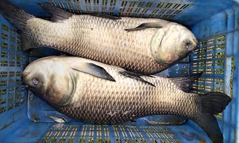 School of small fingerling fish