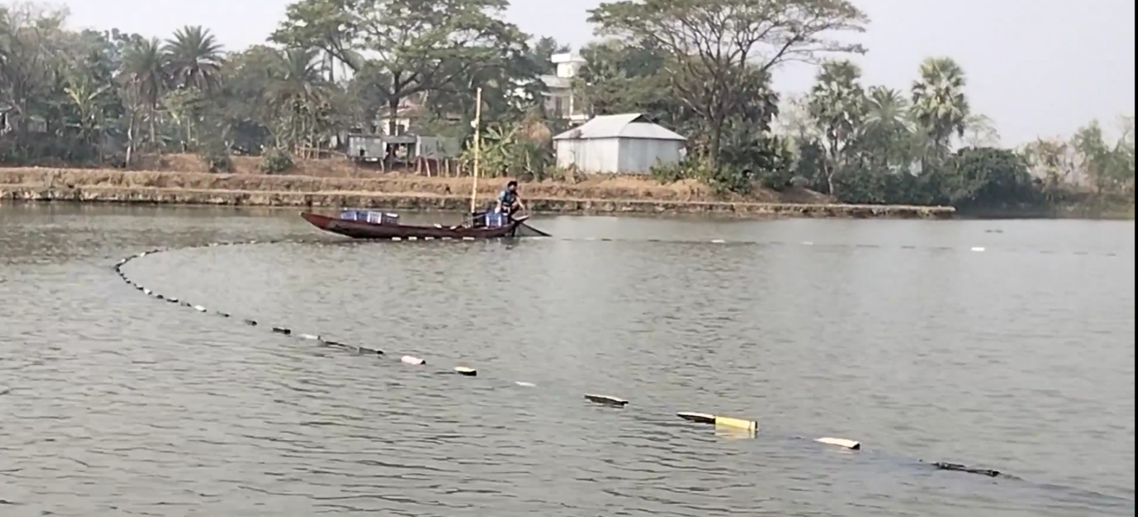 Freshwater fish swimming