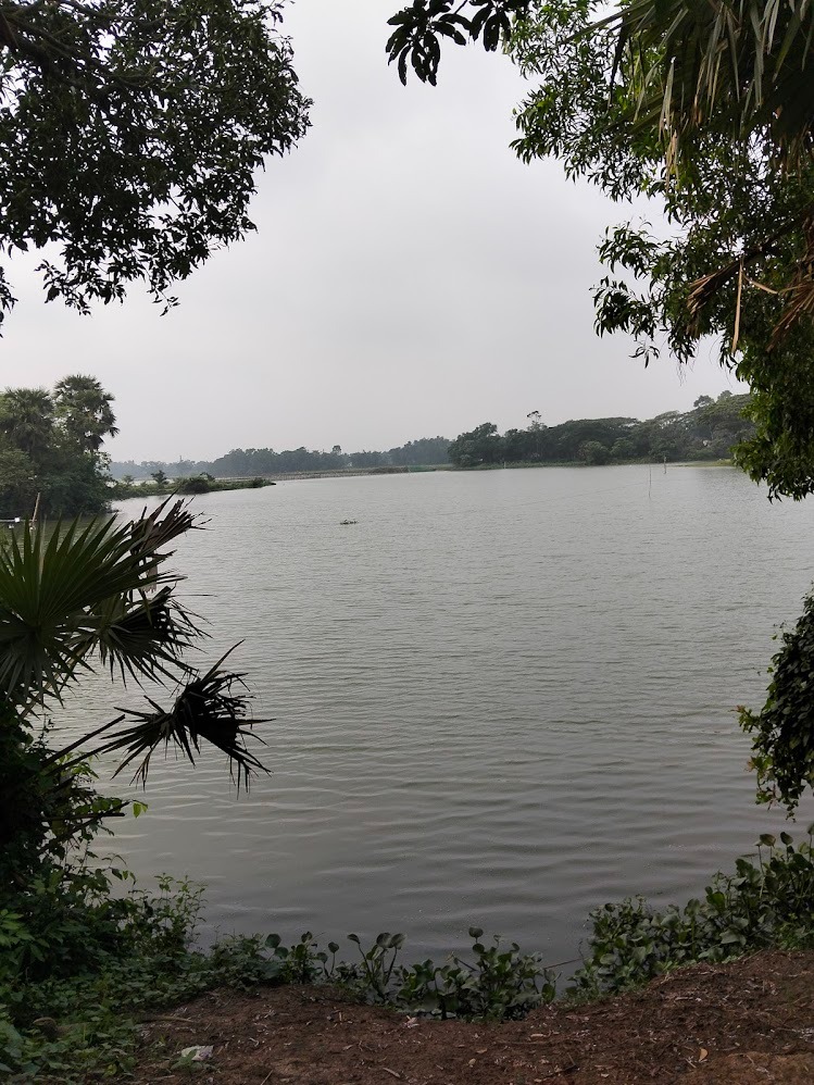 Freshwater fish swimming