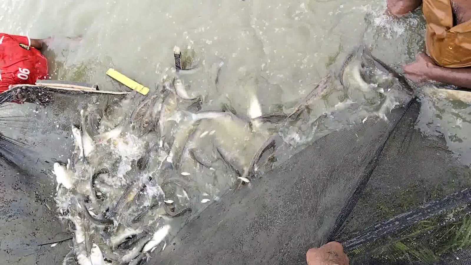 Close-up of fresh fish