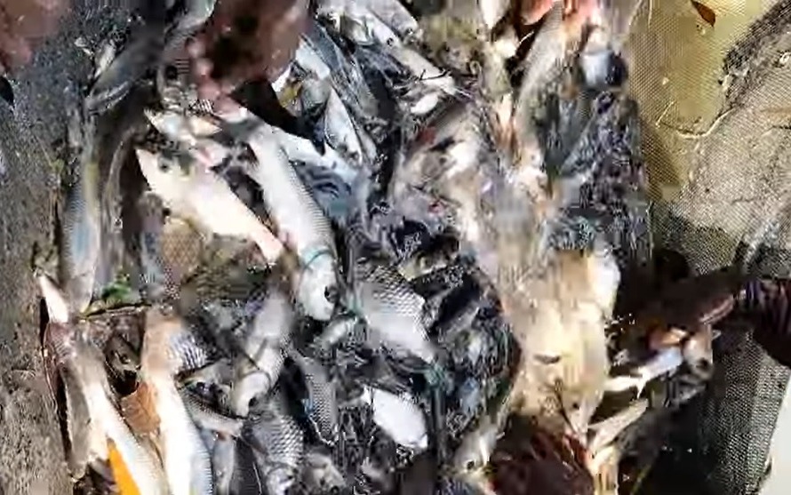 Close-up of fresh fish