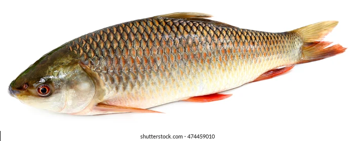Close-up of fresh fish