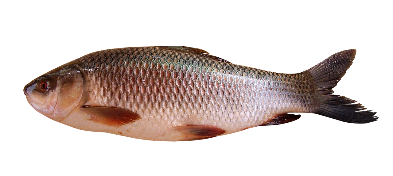 Freshly harvested fish